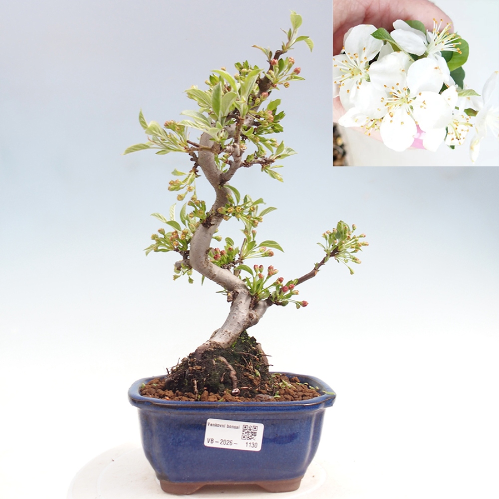 Venkovní bonsai - Malus sargentii -  Maloplodá jabloň