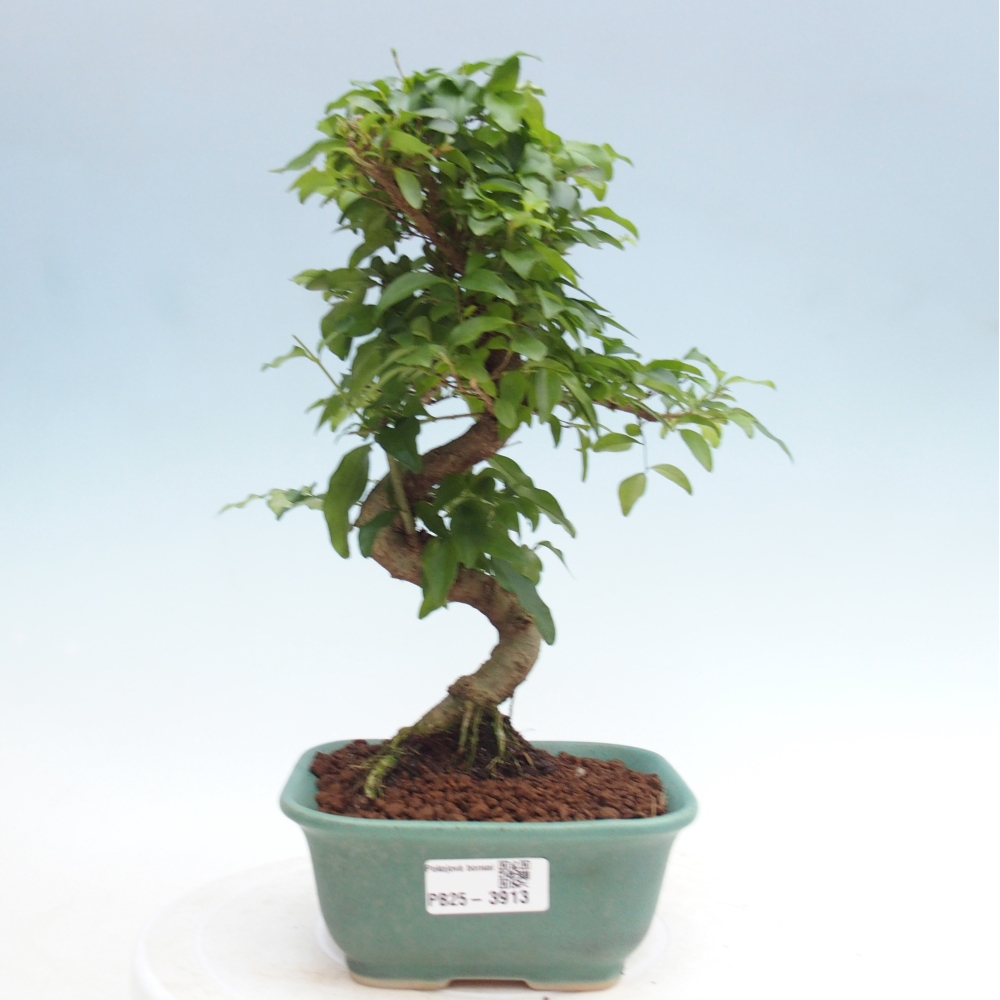 Pokojová bonsai -Ligustrum chinensis - Ptačí zob