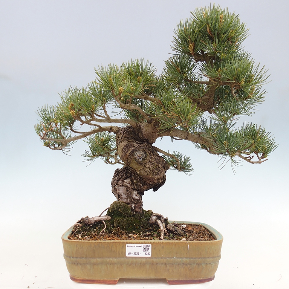 Venkovní bonsai - Pinus parviflora - Borovice drobnokvětá