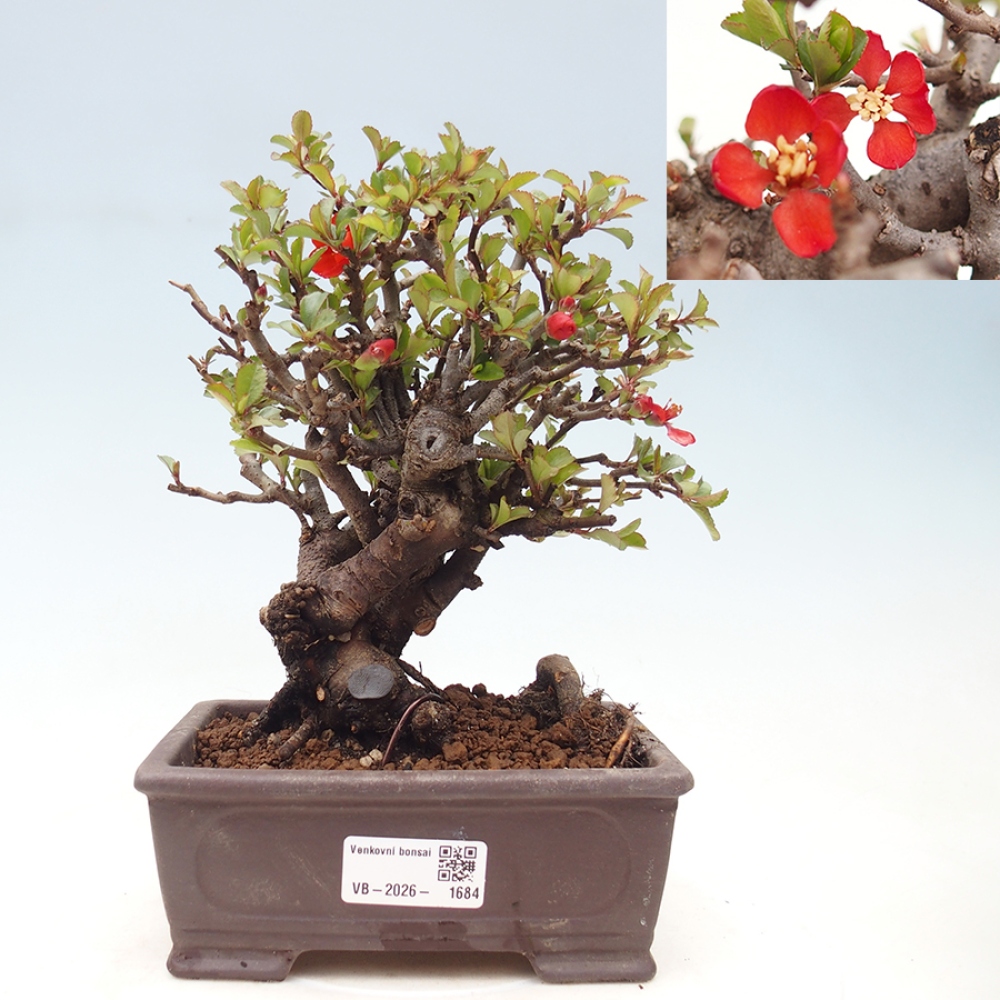 Venkovní  bonsai -  Chaneomeles speciosa - Kdoulovec ozdobný