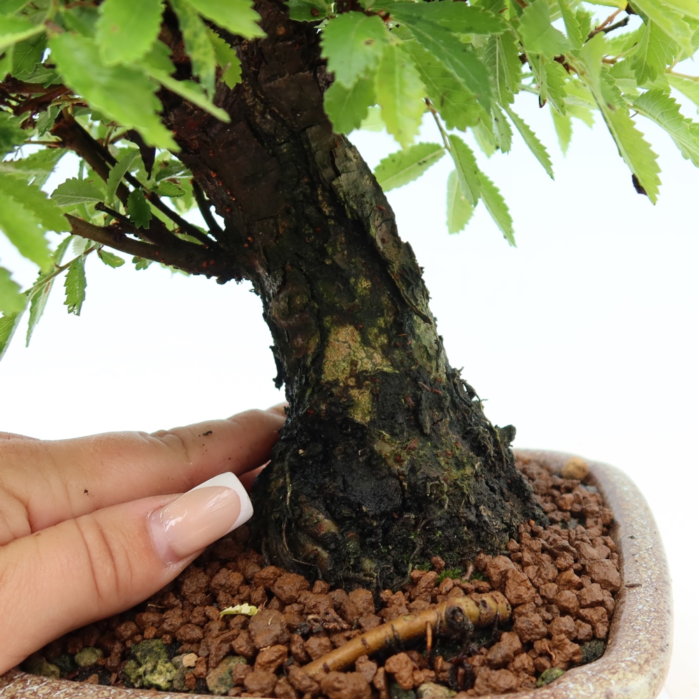 Venkovní bonsai - Zelkova - Zelkova NIRE