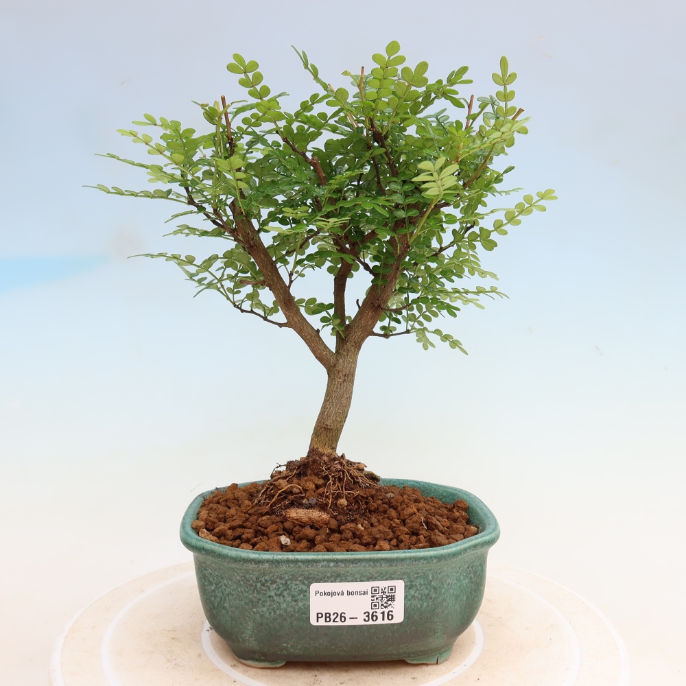 Pokojová bonsai - Zantoxylum piperitum - Pepřovník