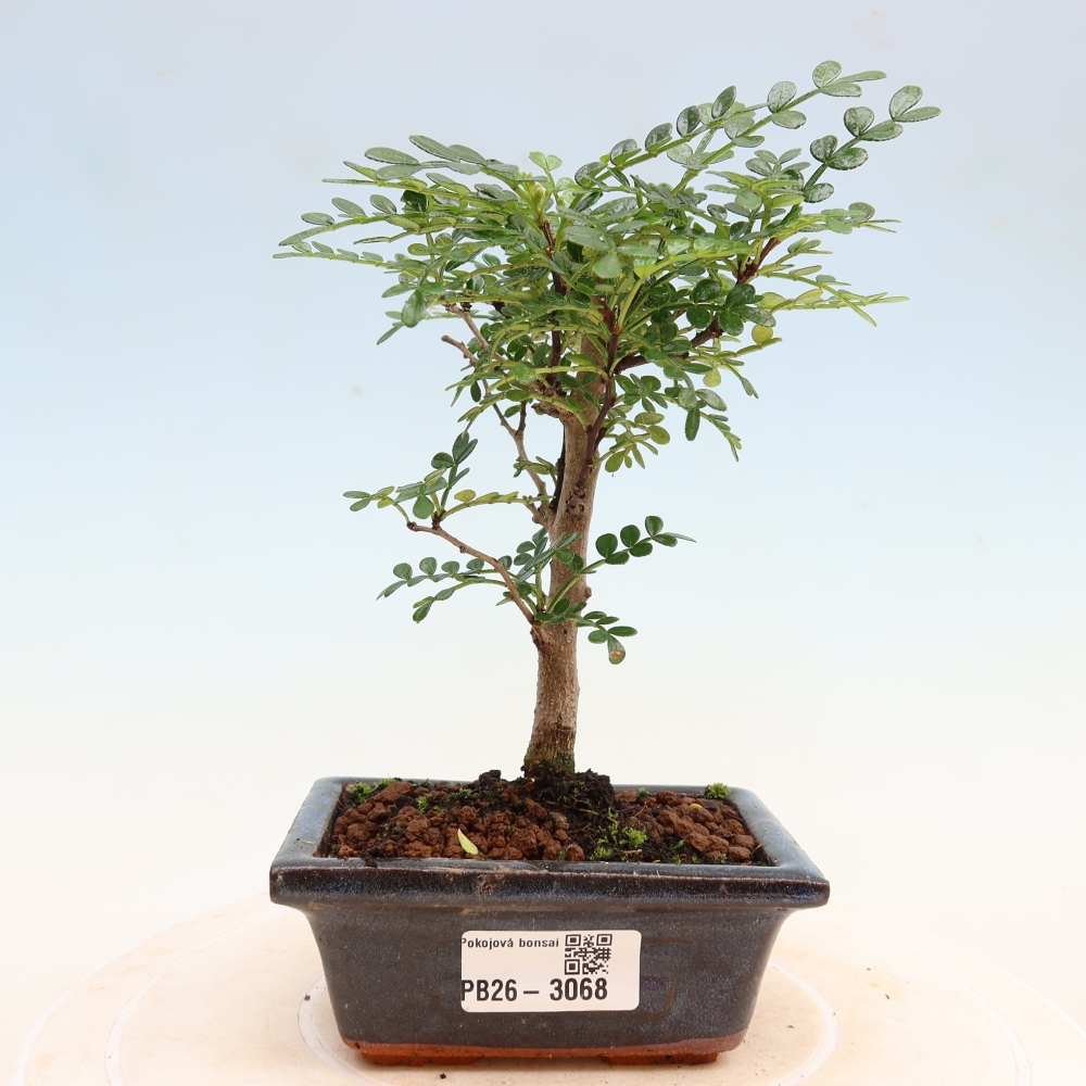 Pokojová bonsai - Zantoxylum piperitum - pepřovník