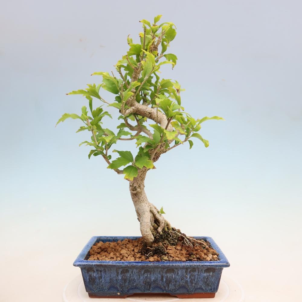 Venkovní bonsai - Hibiscus syriacus - Ibišek syrský