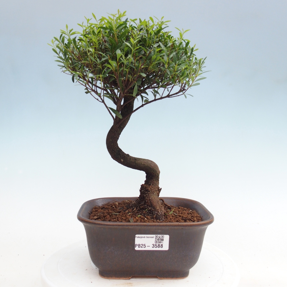 Pokojová bonsai - Syzygium - Pimentovník
