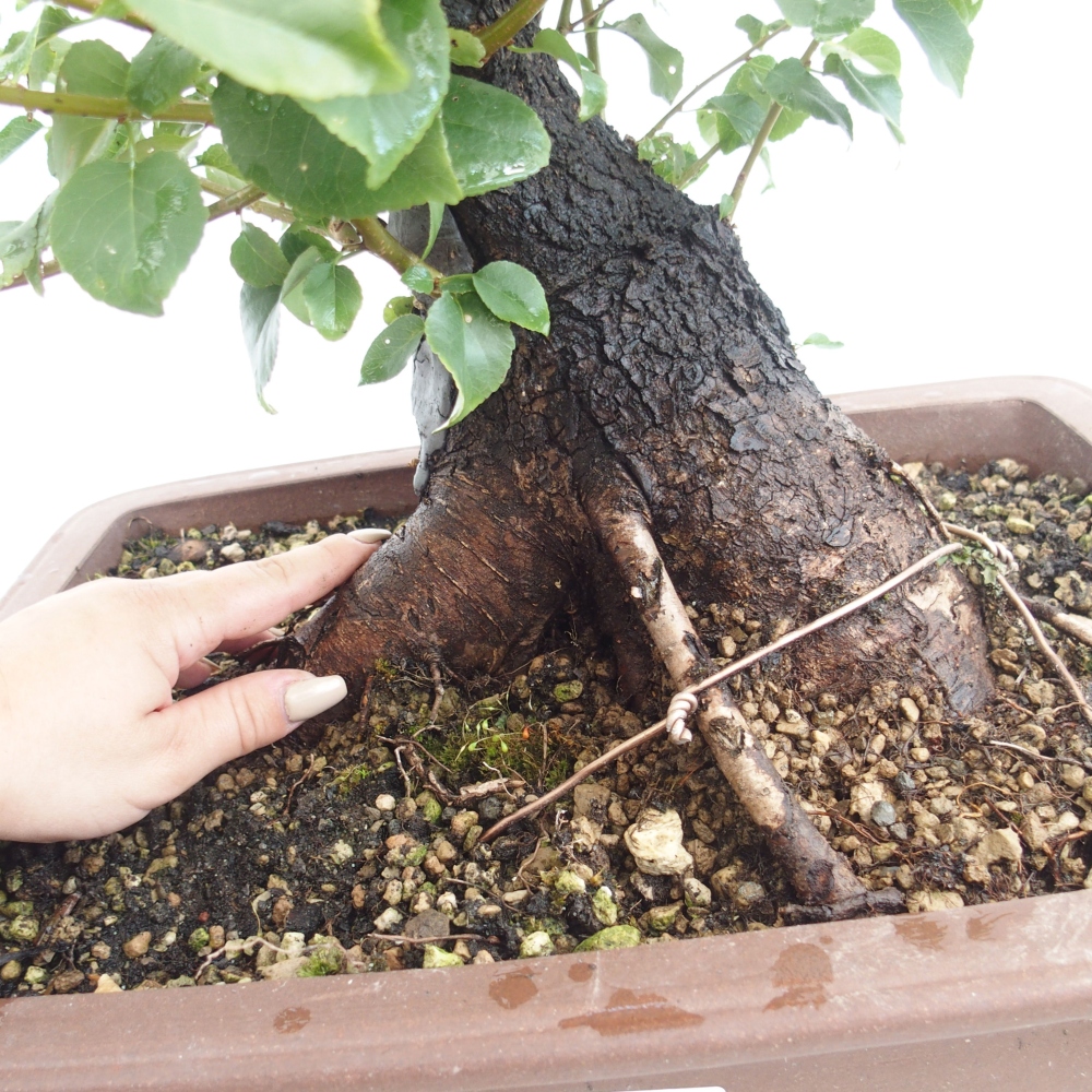 Venkovní bonsai - Mahalebka - Prunus mahaleb