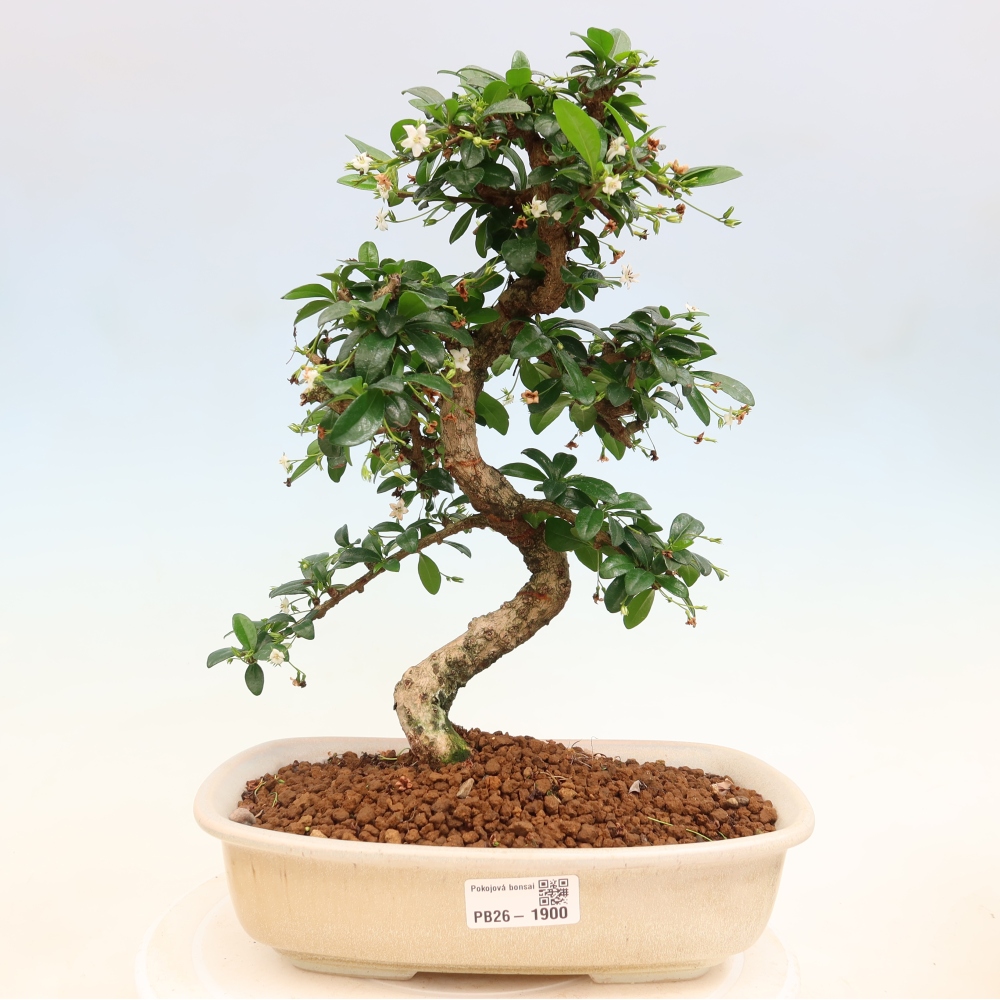 Pokojová bonsai - Carmona macrophylla - Čaj fuki