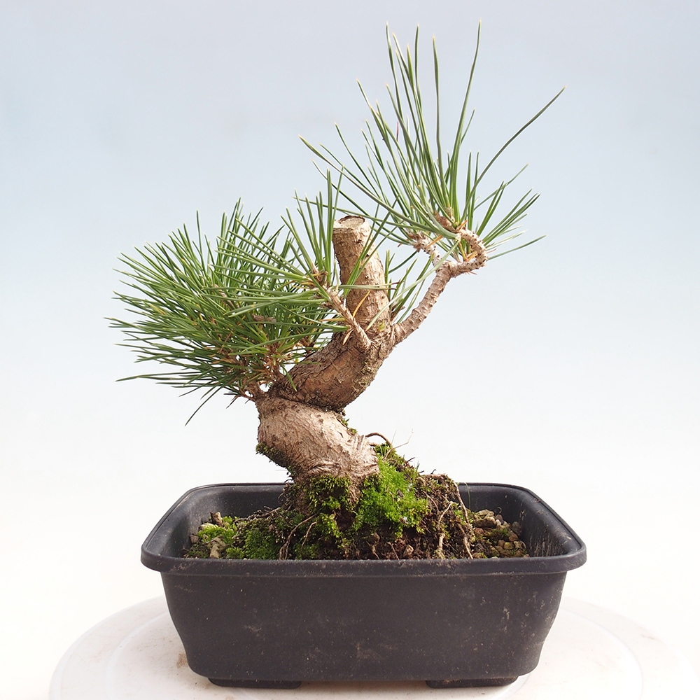 Venkovní bonsai - Pinus thunbergii - Borovice thunbergova