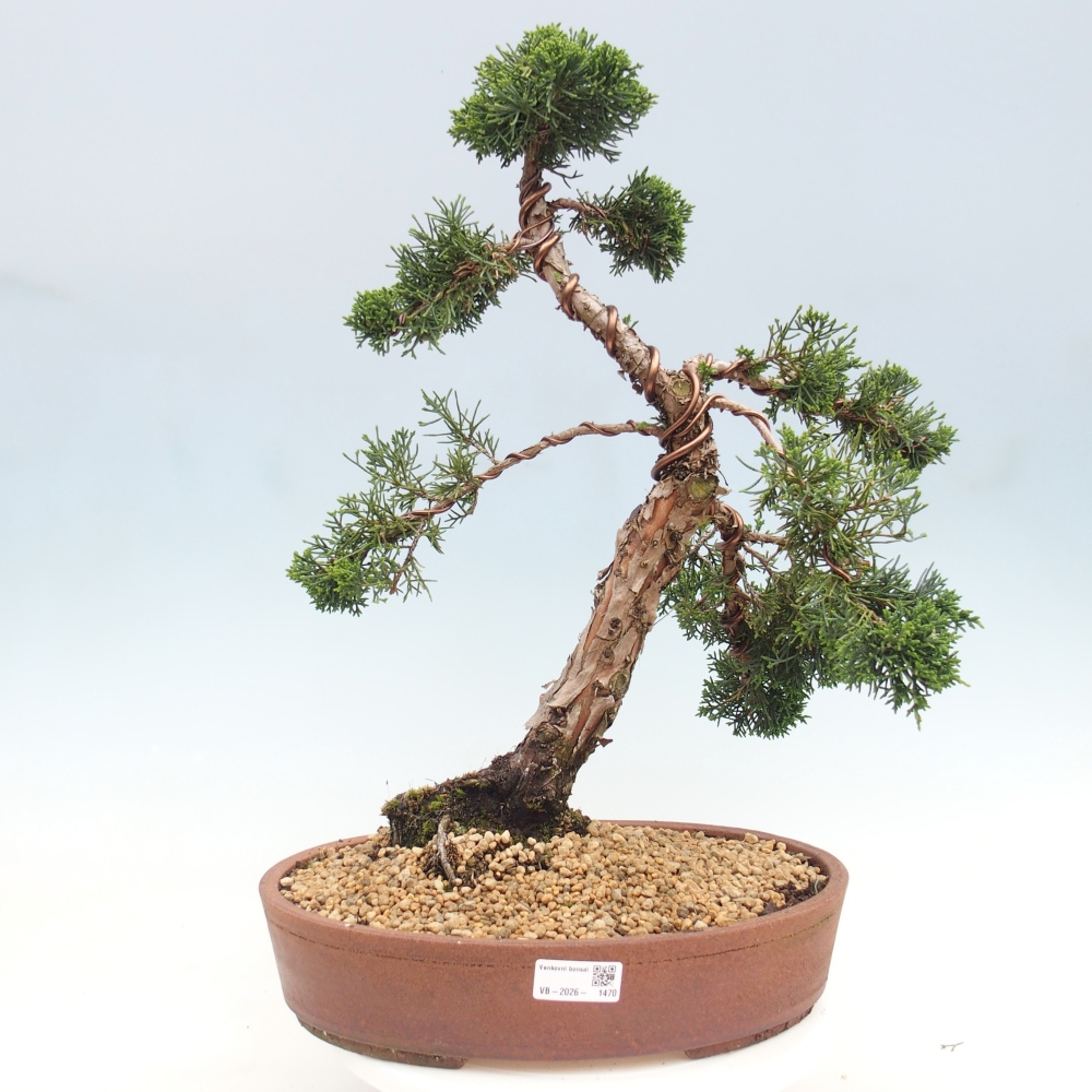 Venkovní bonsai - Juniperus chinensis Kishu -Jalovec čínský