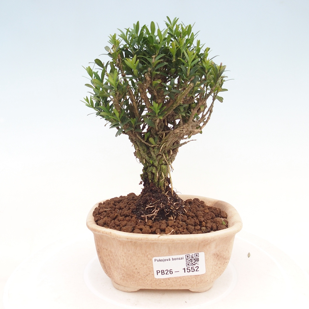 Pokojová bonsai - Buxus harlandii -korkový buxus