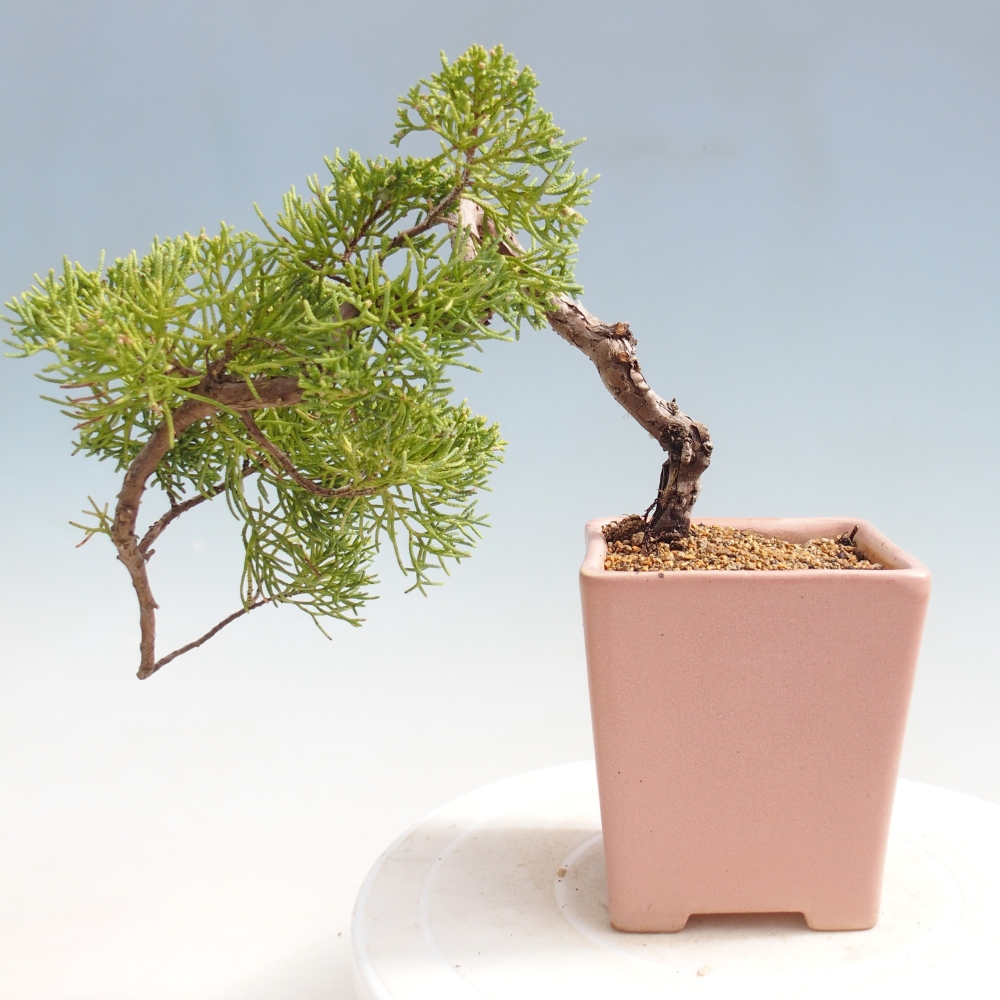 Venkovní bonsai - Juniperus chinensis Kishu -Jalovec čínský