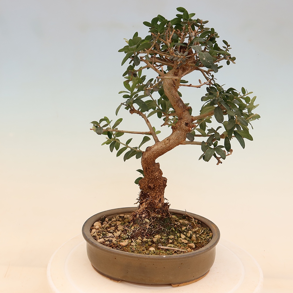 Pokojová bonsai - Olea europaea sylvestris -Oliva evropská drobnolistá
