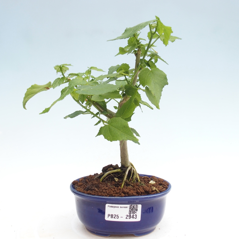 Pokojová bonsai - Malvaviscus arboreus - ibiškovec dřevnatý