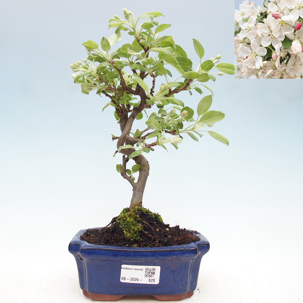 Venkovní bonsai -Malus halliana - Maloplodá jabloň