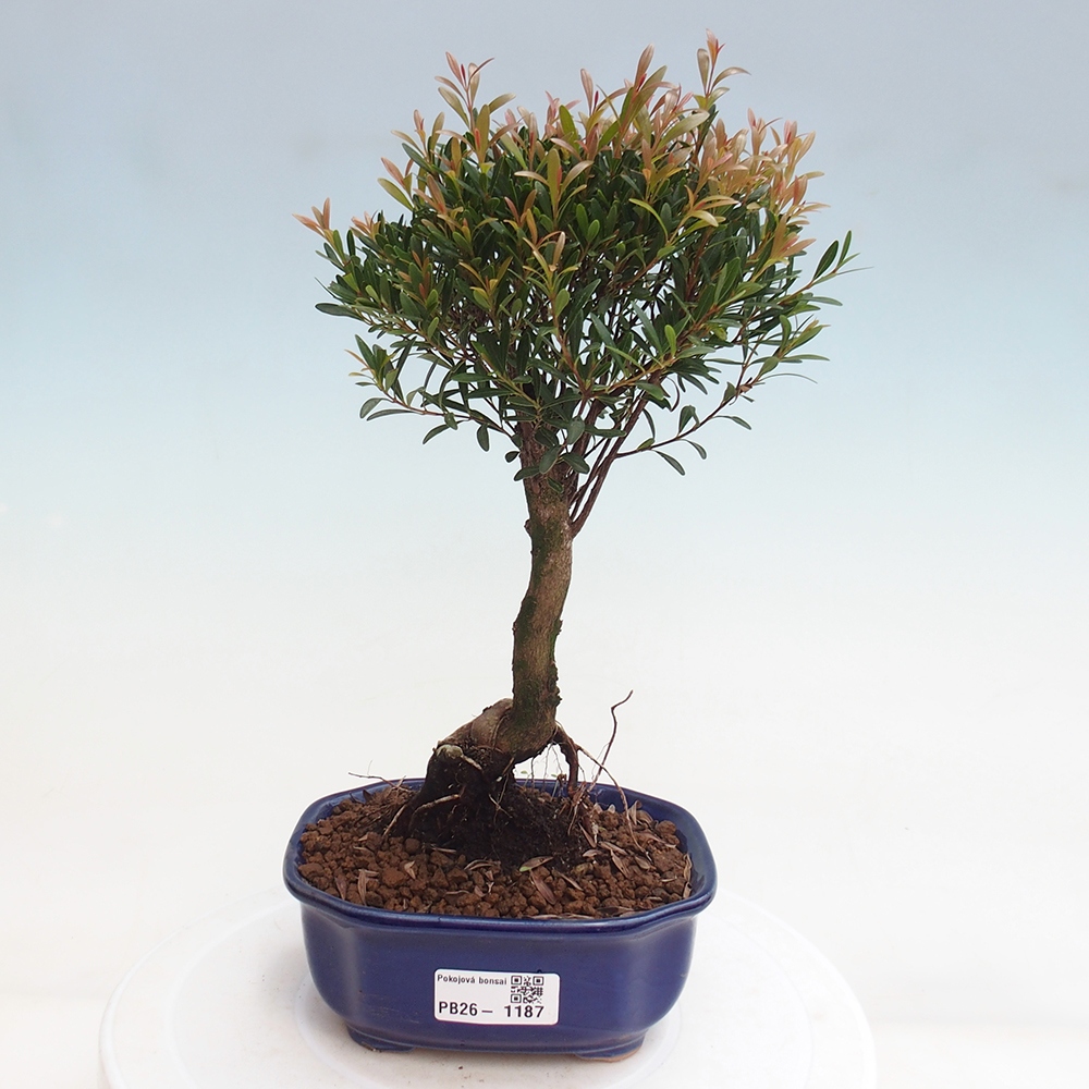 Pokojová bonsai - Syzygium - Pimentovník