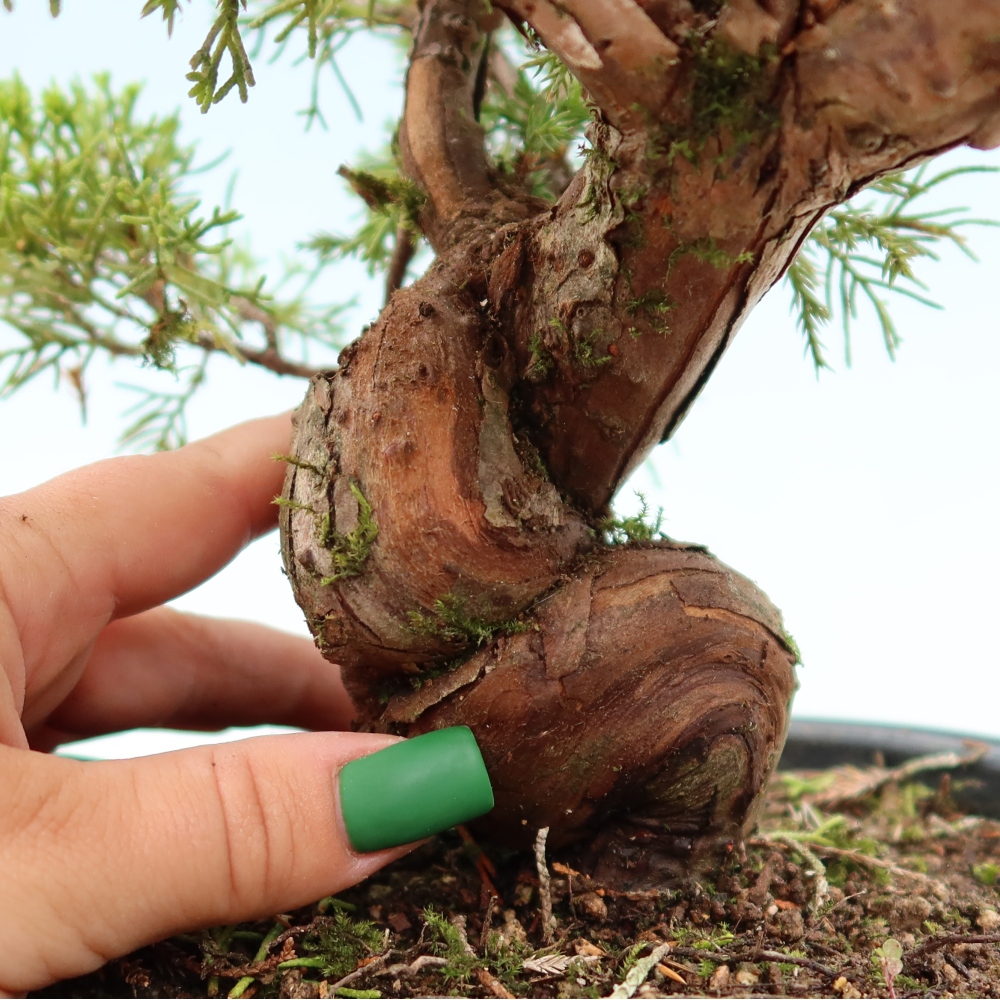 Venkovní bonsai - Juniperus chinensis Itoigawa-Jalovec čínský