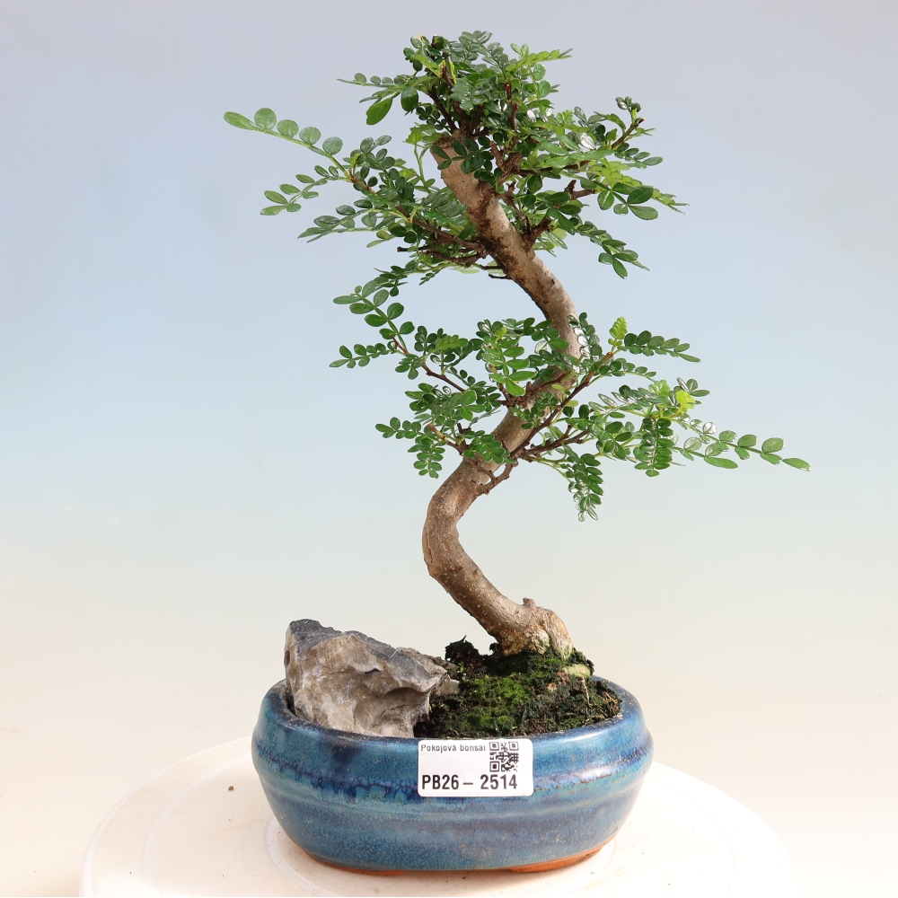 Pokojová bonsai - Zantoxylum piperitum - Pepřovník