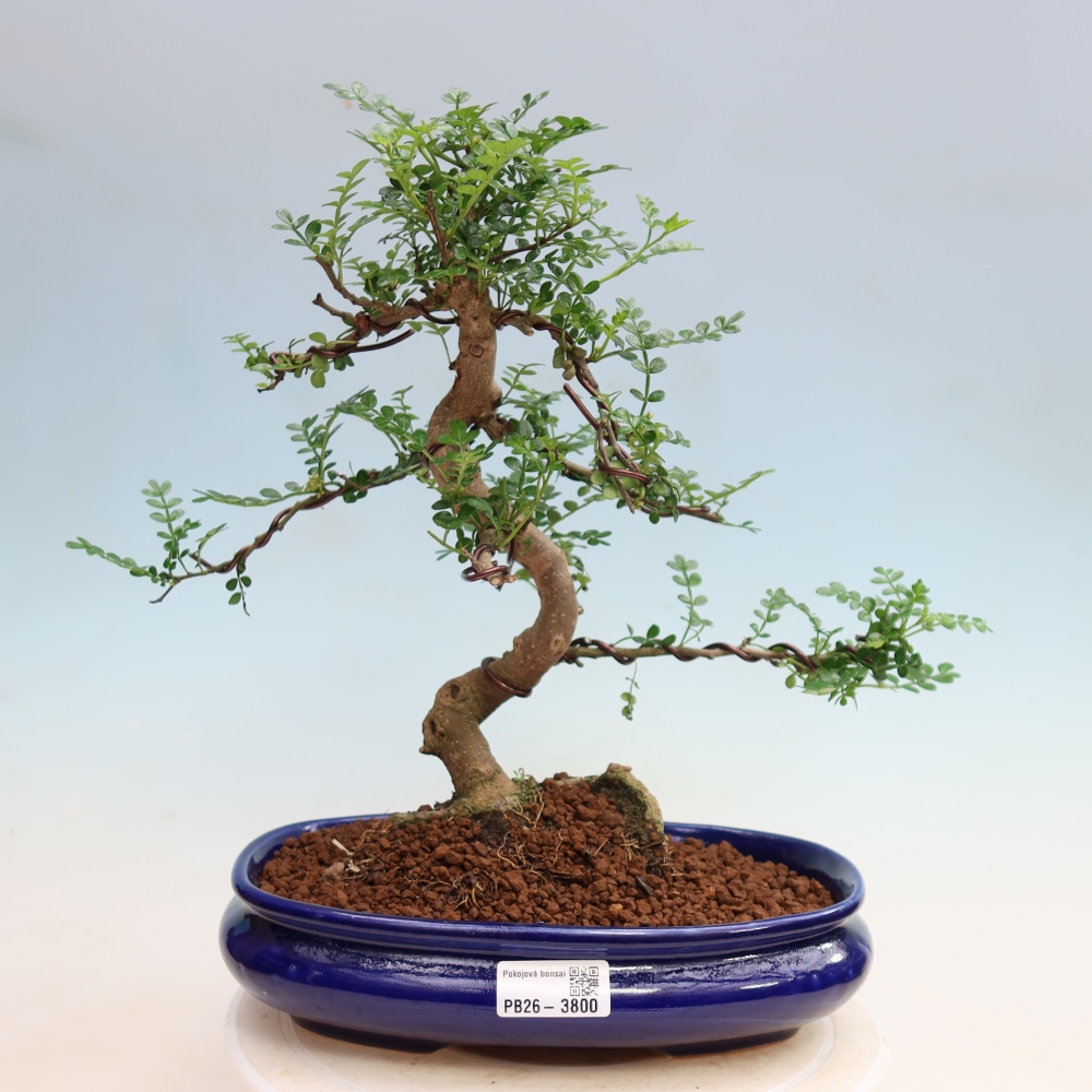 Pokojová bonsai - Zantoxylum piperitum - Pepřovník