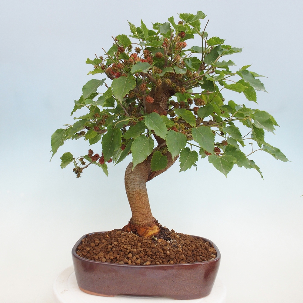 Venkovní bonsai -Morus alba - moruše