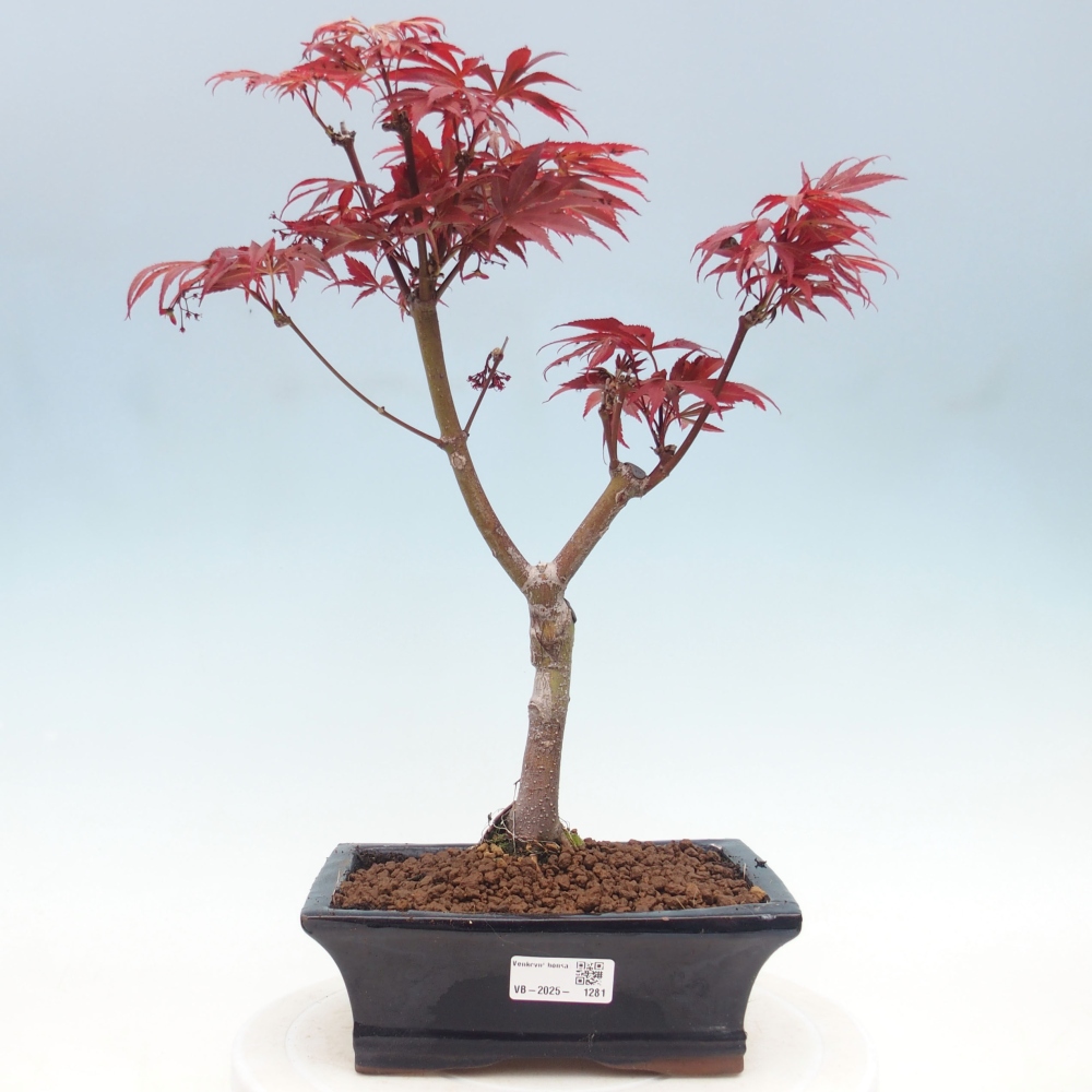 Venkovní bonsai - Acer palm. Atropurpureum-Javor dlanitolistý