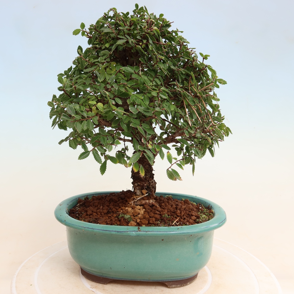 Venkovní bonsai - Zelkova - Zelkova NIRE