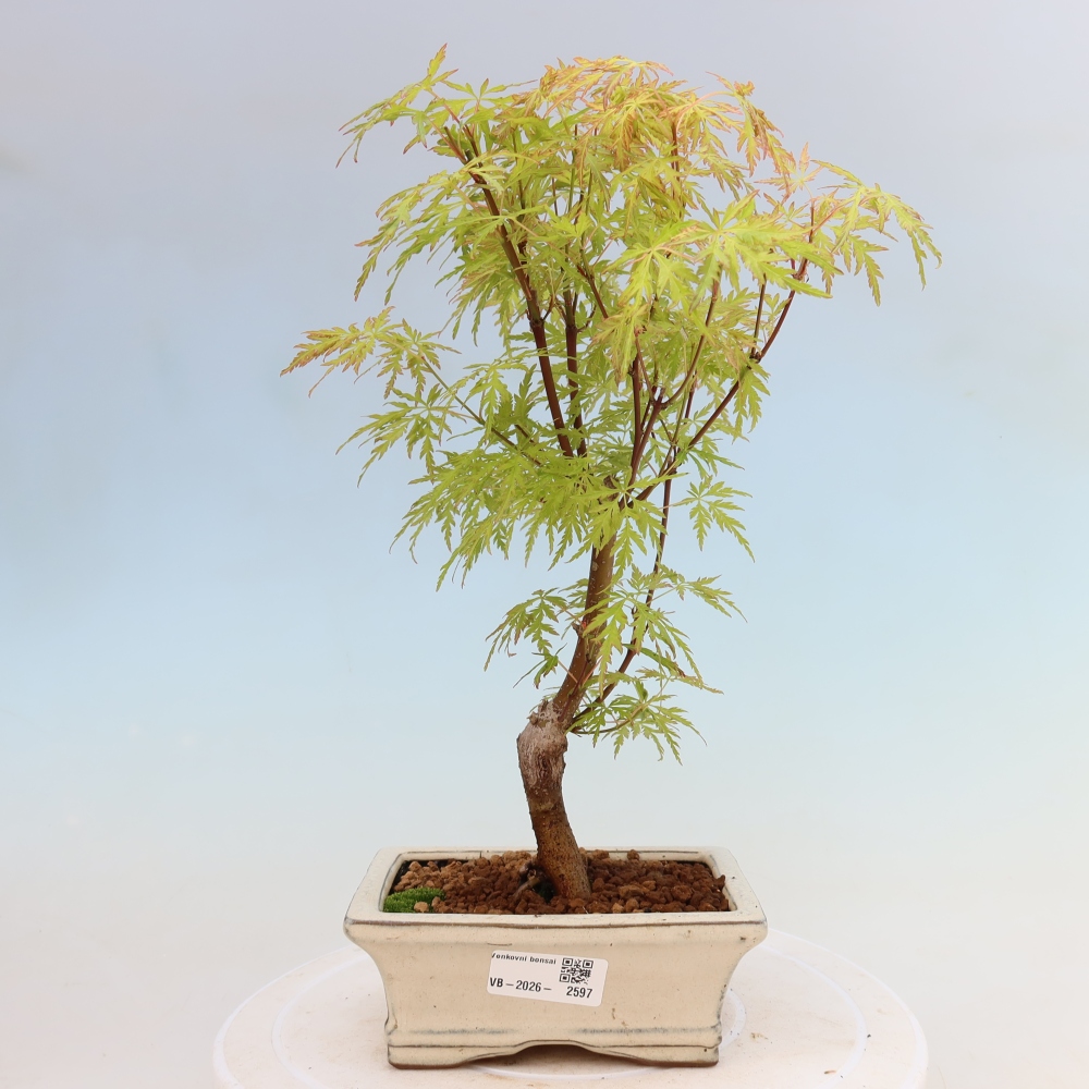 Venkovní bonsai - Acer palmatum Dissectum - Javor dlanitolistý 