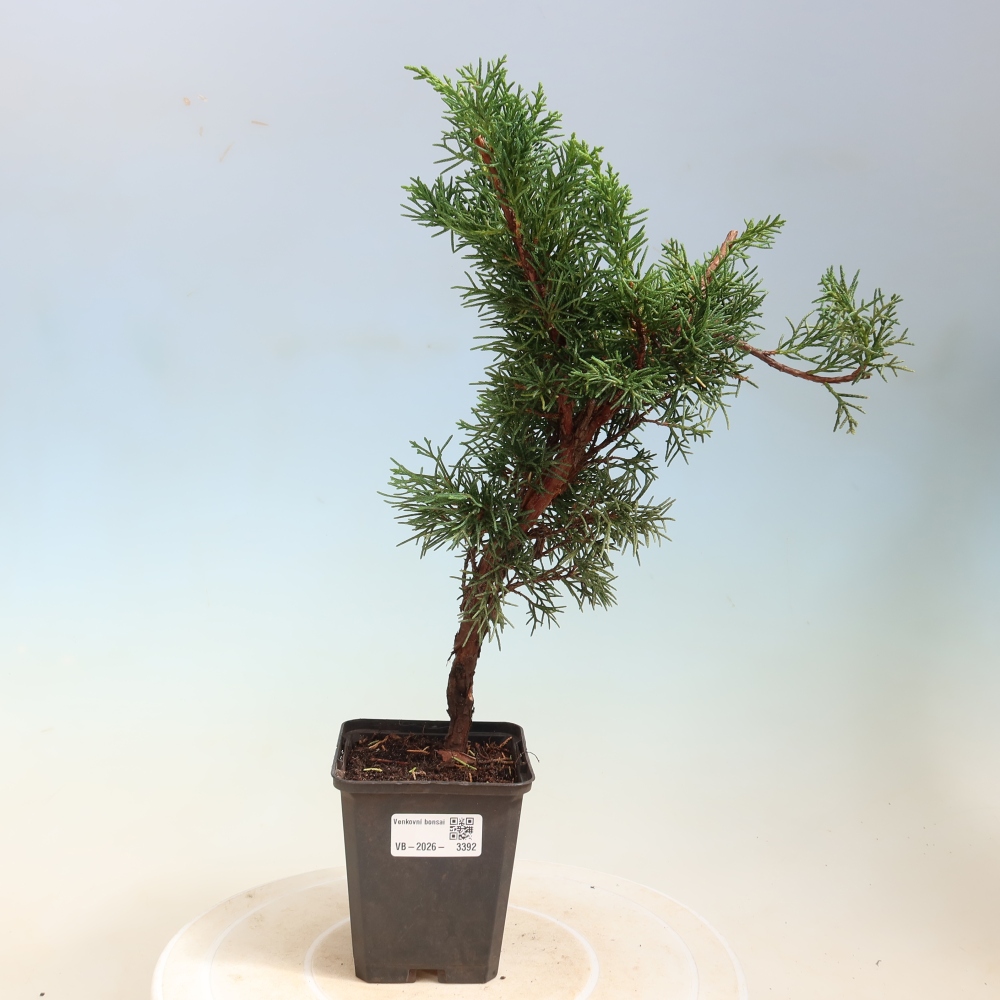 Venkovní bonsai - Juniperus chinensis Kishu -Jalovec čínský