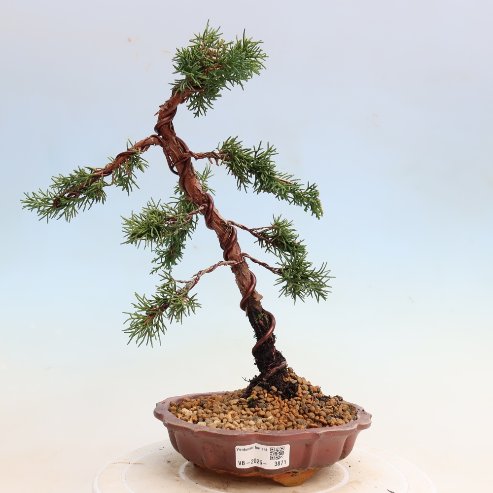 Venkovní bonsai - Juniperus chinensis Kishu -Jalovec čínský