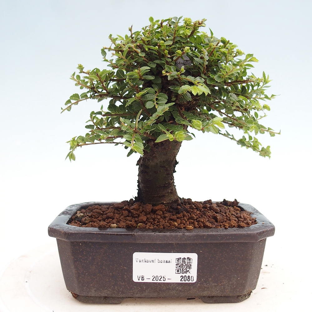 Venkovní bonsai - Ulmus parvifolia Hokkaido - jilm Čínský
