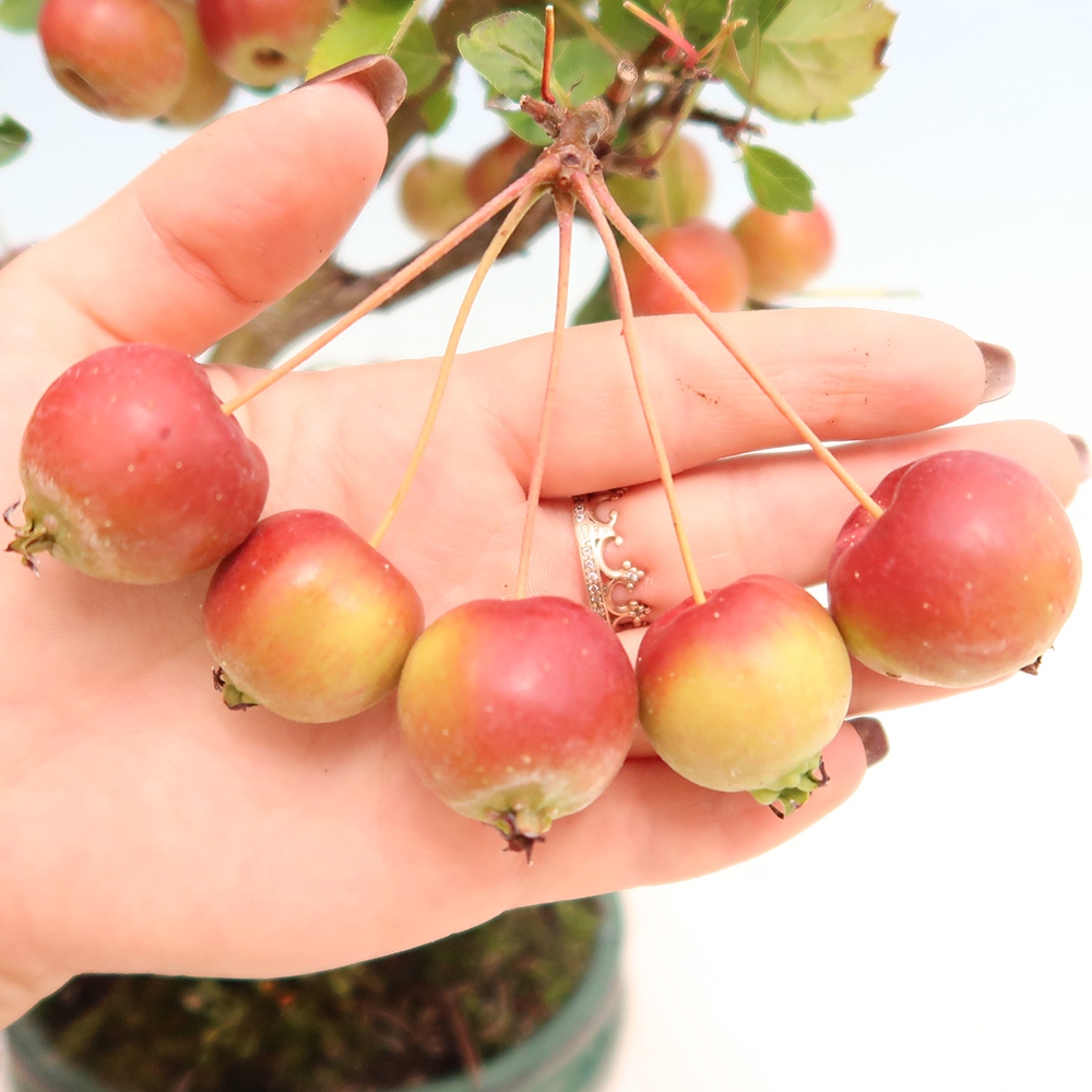 Venkovní bonsai -Malus halliana - Maloplodá jabloň