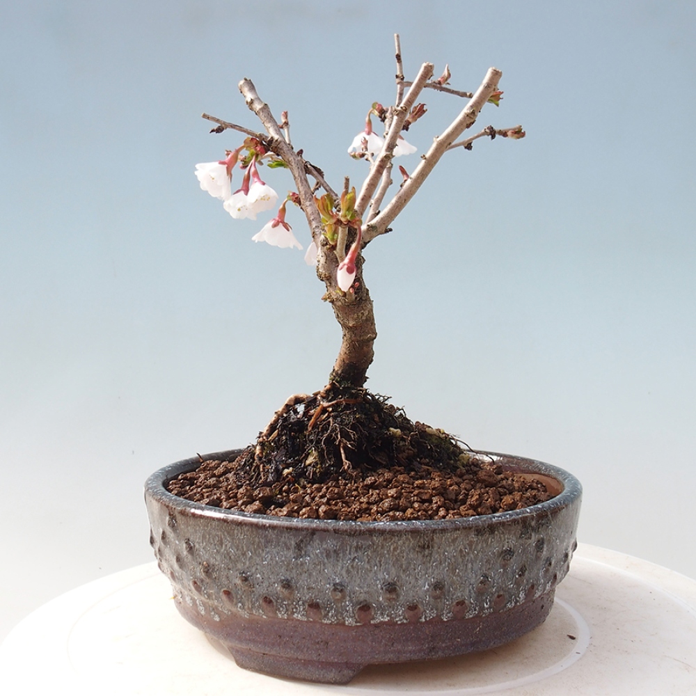 Venkovní bonsai - Prunus incisa Kojou-no mai-Slivoň vyříznutá