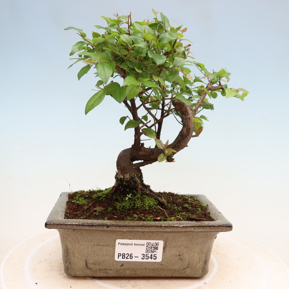 Pokojová bonsai - Sagerécie thea - Sagerécie thea