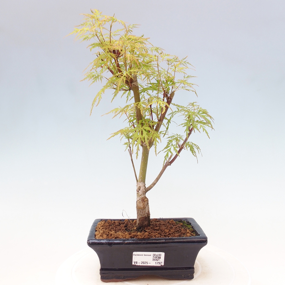 Venkovní bonsai - Acer palmatum Dissectum - Javor dlanitolistý 