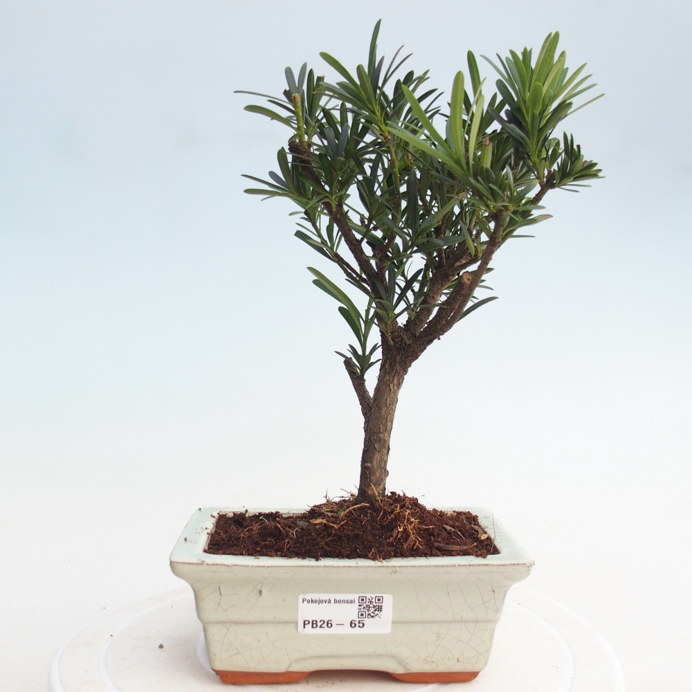 Pokojová bonsai - Podocarpus - Kamenný tis