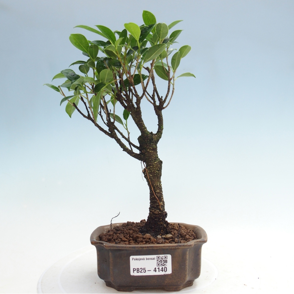 Pokojová bonsai Ficus retusa kimmen