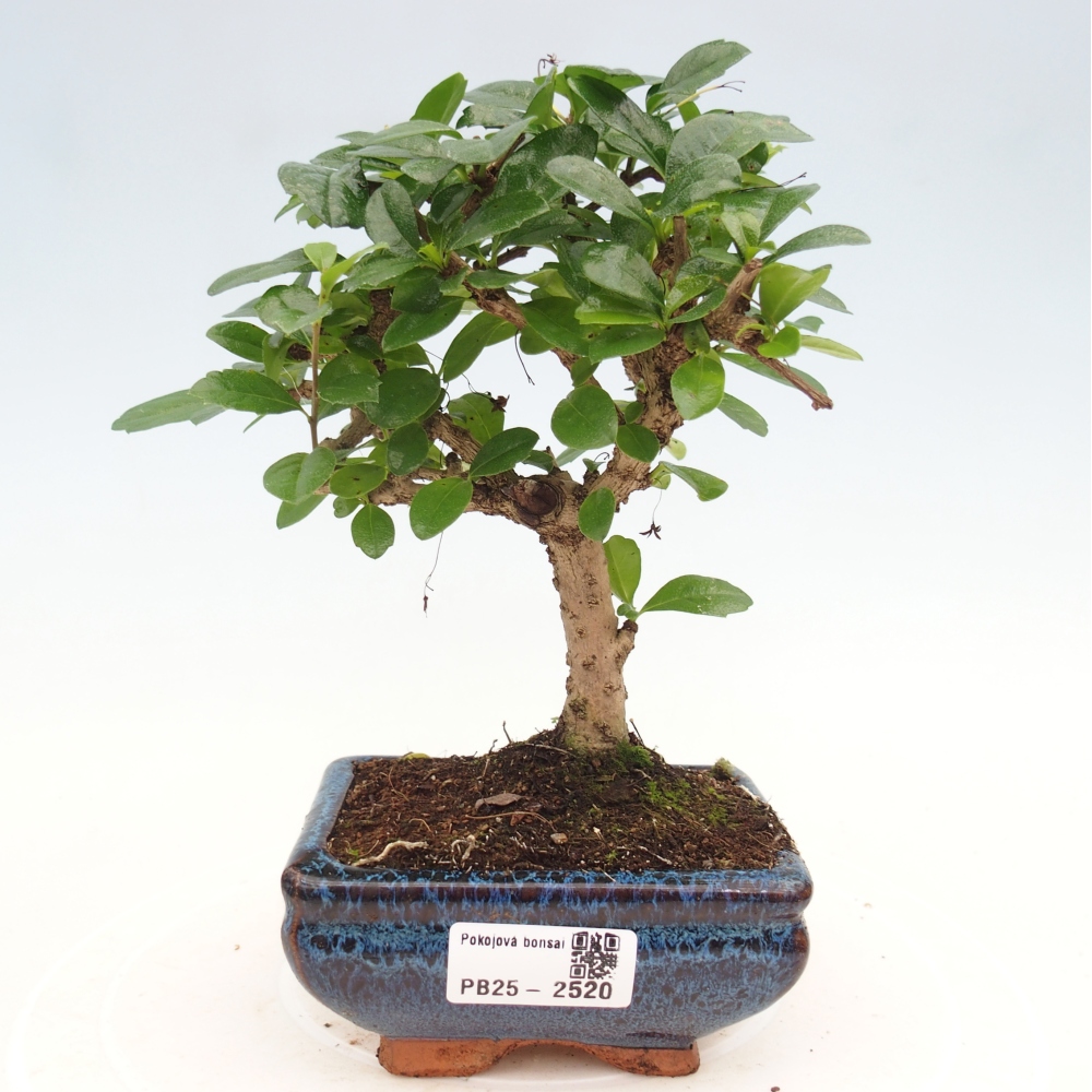 Pokojová bonsai - Carmona macrophylla - Čaj fuki