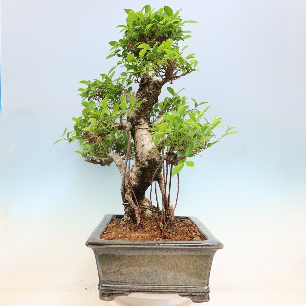 Pokojová bonsai - Ficus kimmen -  malolistý fíkus