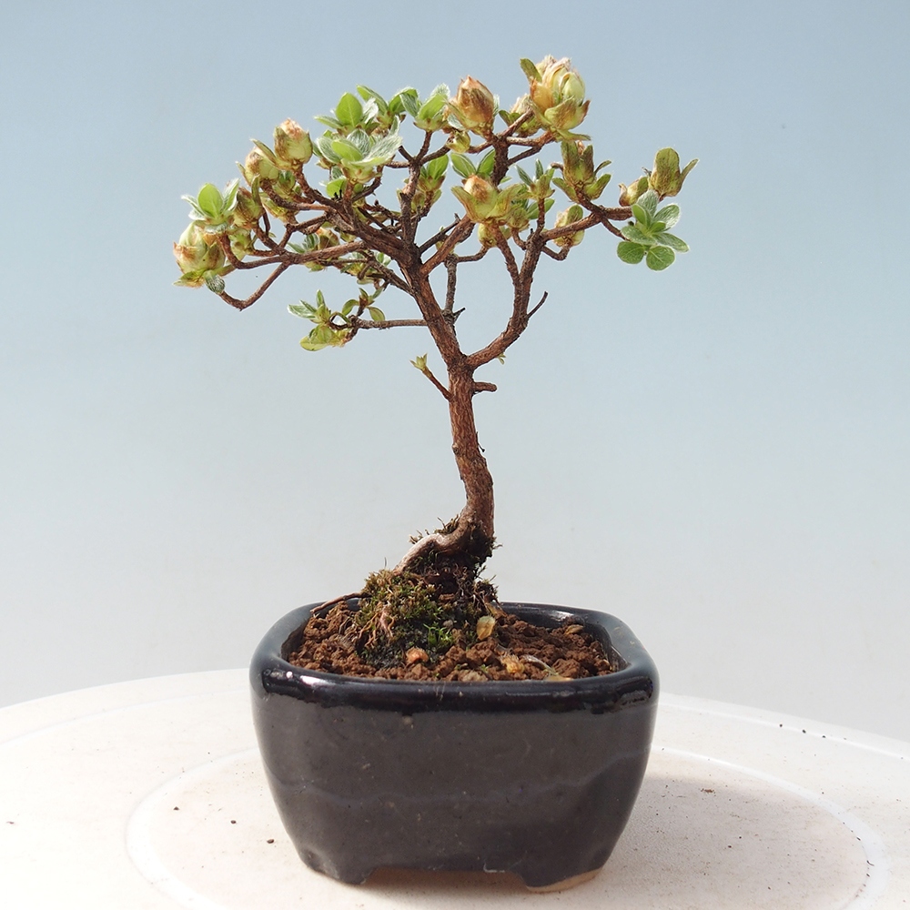 Venkovní bonsai - Rhododendron indicum - Japonská azalka
