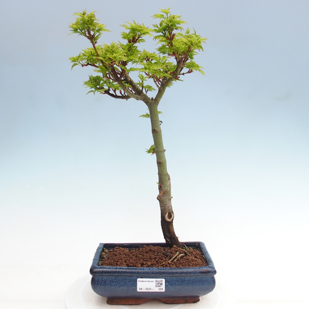 Venkovní bonsai -Javor dlanitolistý Acer palmatum Shishigashira