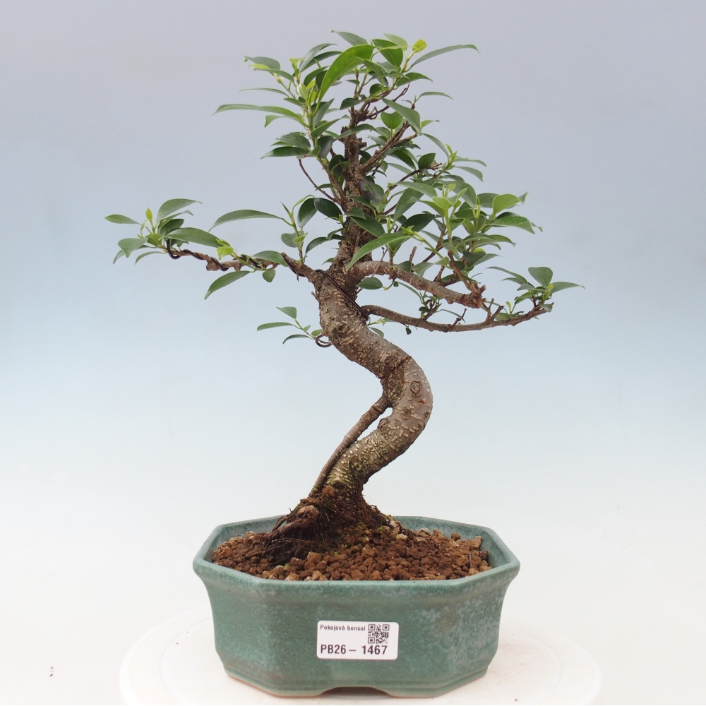 Pokojová bonsai - Ficus retusa -  malolistý fíkus