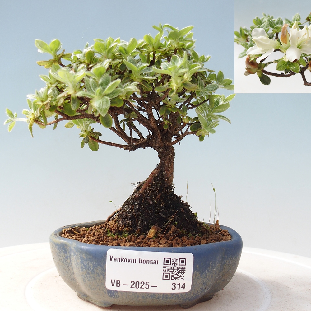 Venkovní bonsai - Rhododendron indicum - Japonská azalka