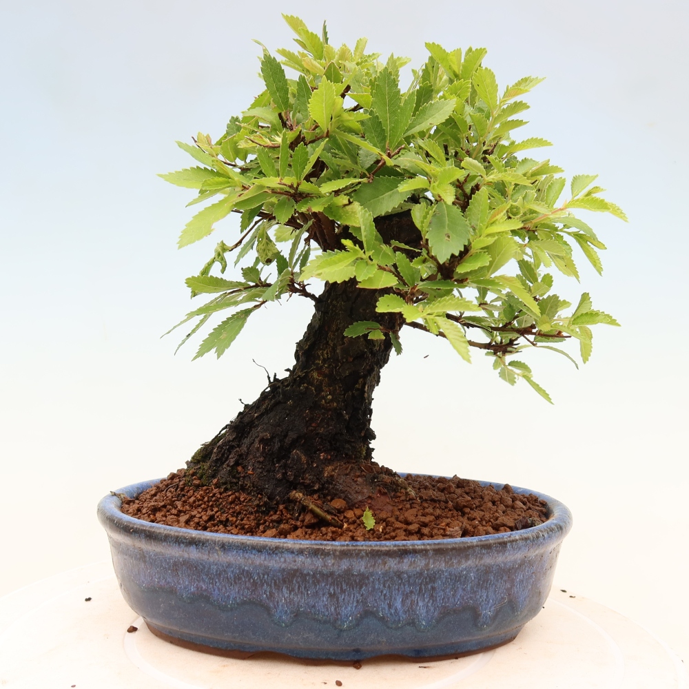 Venkovní bonsai - Zelkova - Zelkova NIRE