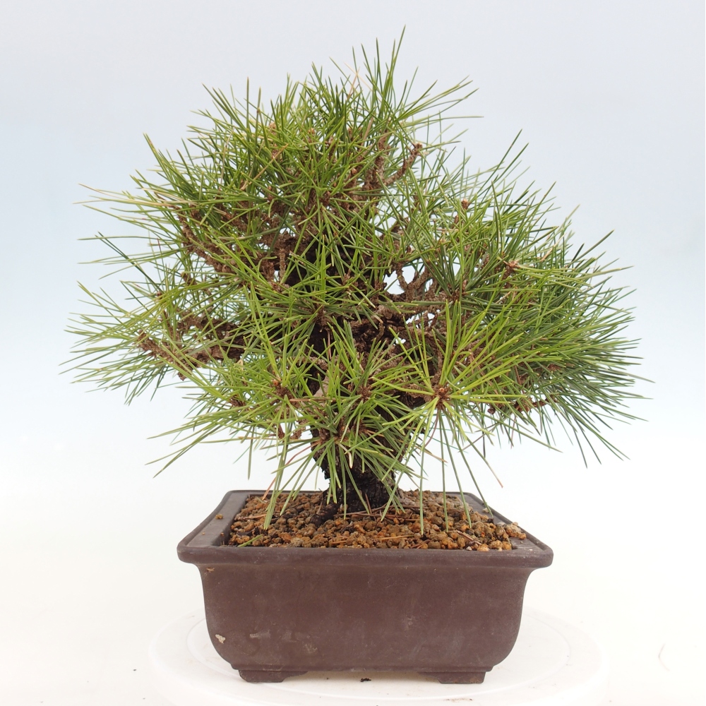 Venkovní bonsai - Pinus thunbergii - Borovice thunbergova