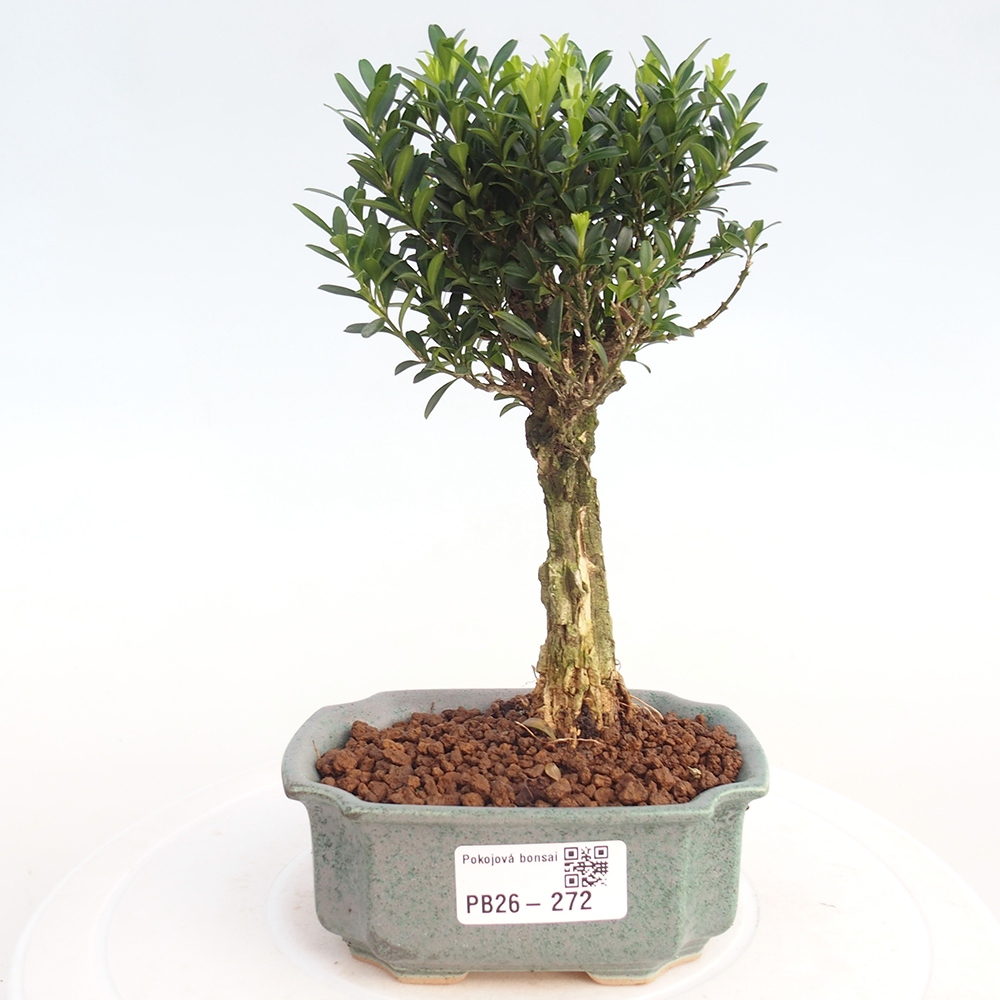 Pokojová bonsai - Buxus harlandii -korkový buxus