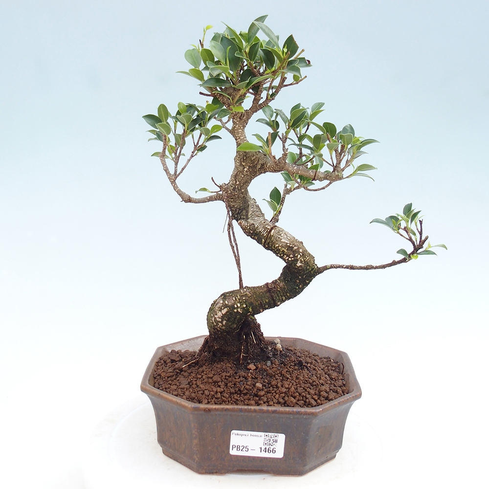 Pokojová bonsai - Ficus retusa -  malolistý fíkus