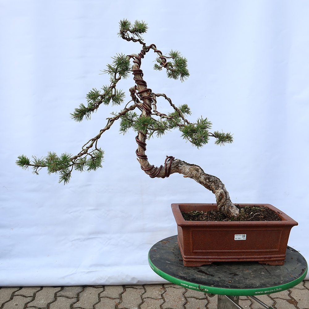 Pinus sylvestris Španělsko - borovice lesní
