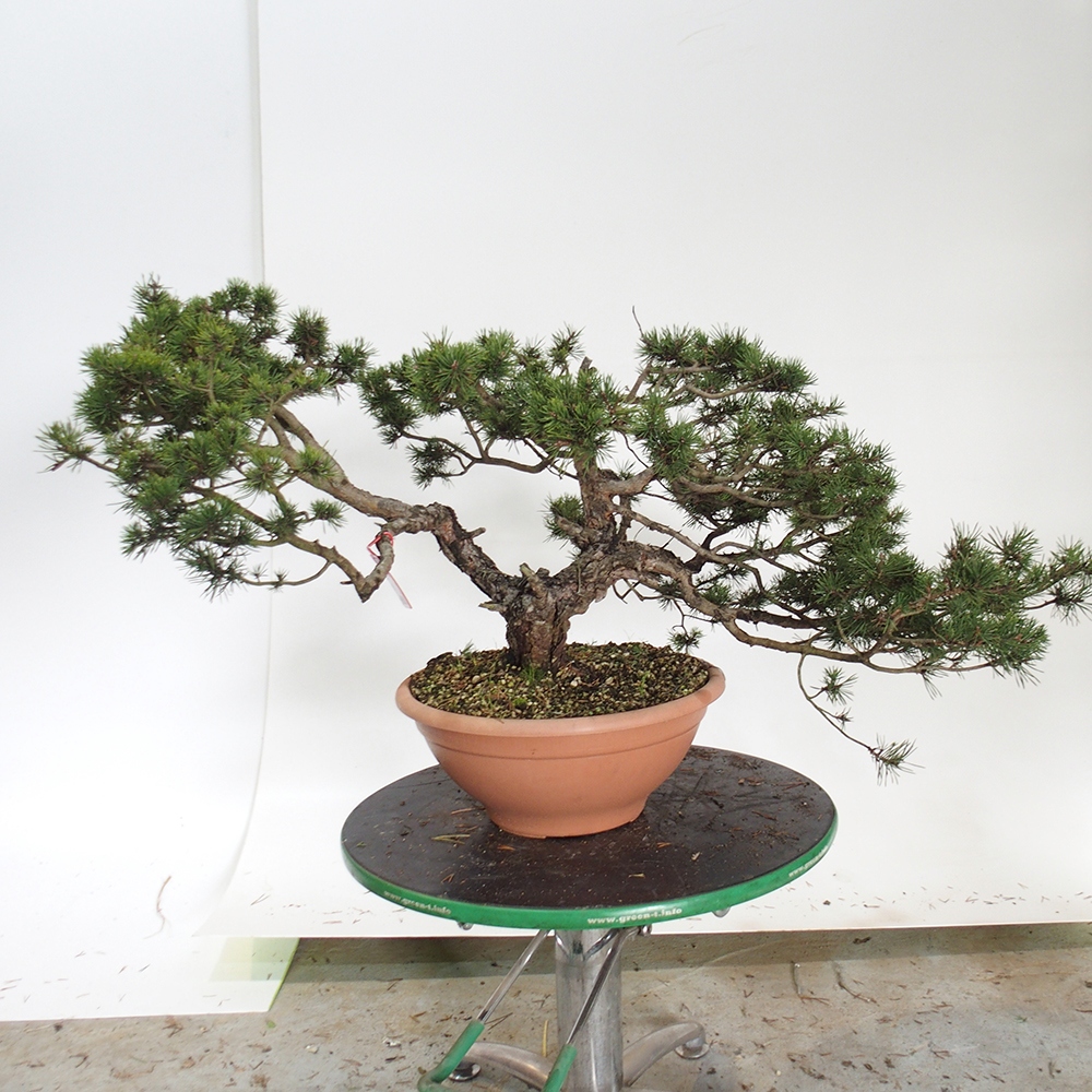 Yamadori - Pinus sylvestris Španělsko