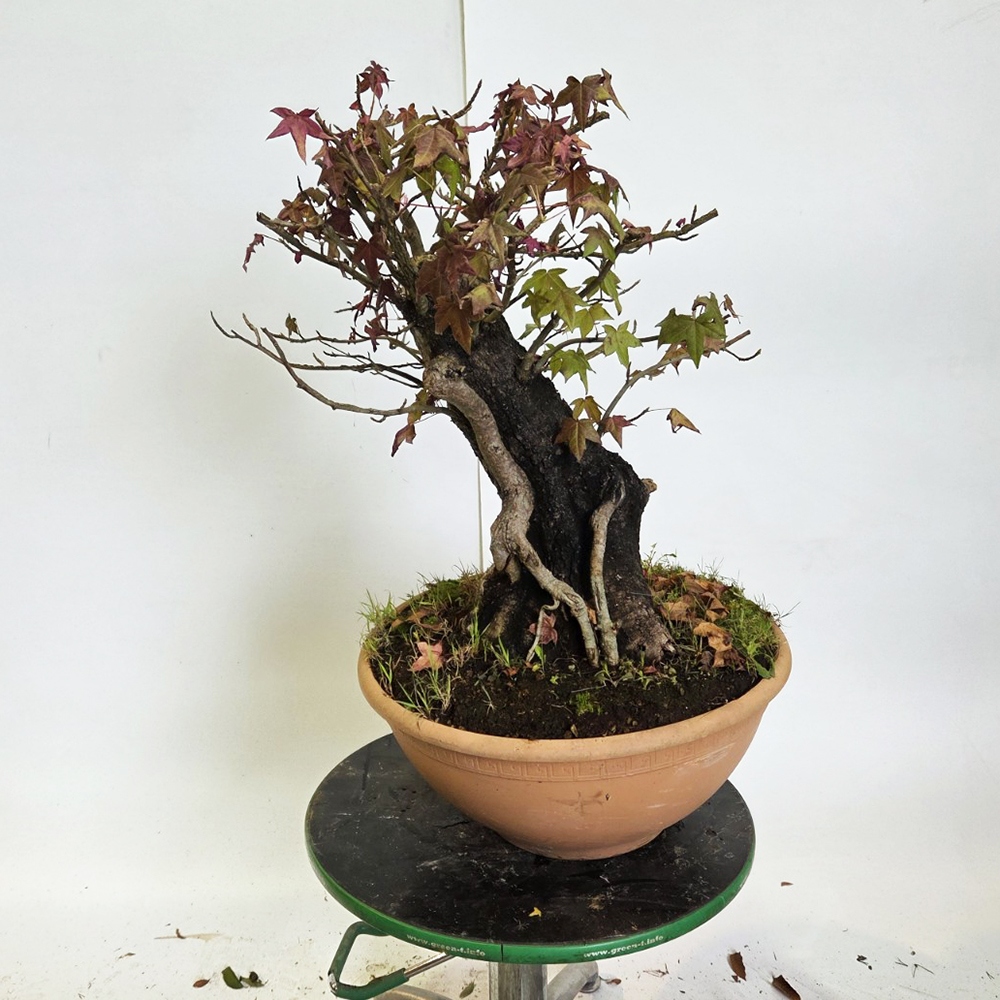 Venkovní bonsai - Ambroň západní - Liquidambar styraciflua
