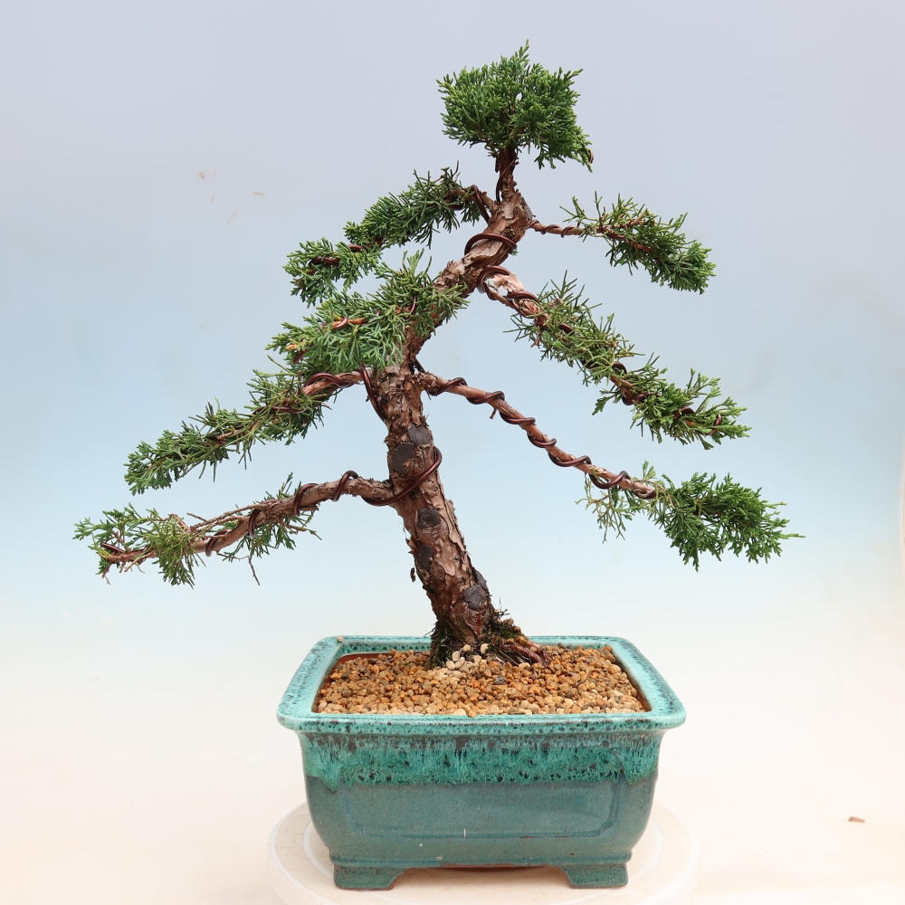 Venkovní bonsai - Juniperus chinensis Kishu -Jalovec čínský