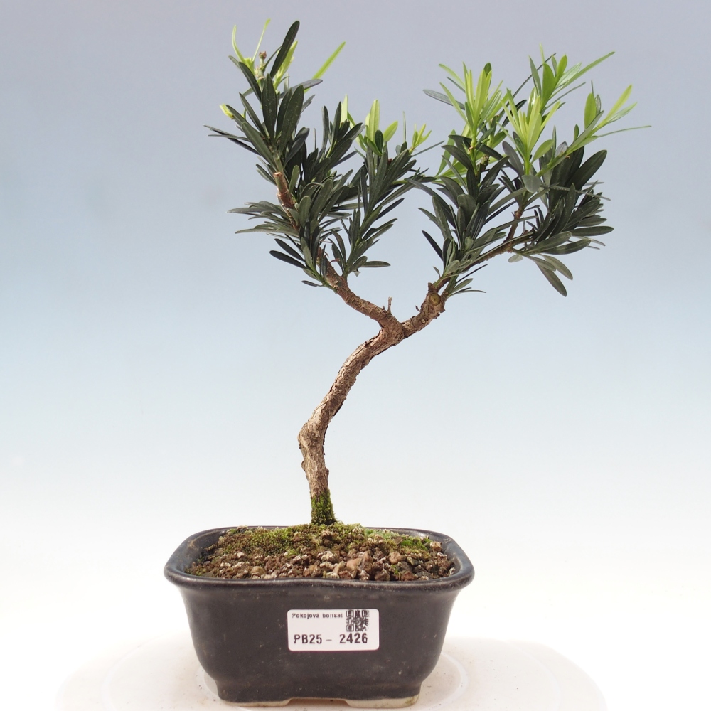 Pokojová bonsai - Podocarpus - Kamenný tis